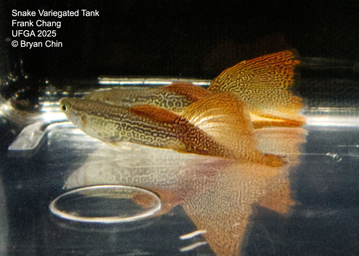 Guppy Variegated Snakeskin